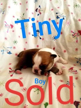Medium Photo #3 Bulldog Puppy For Sale in ALBUQUERQUE, NM, USA