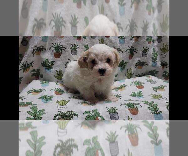 Medium Photo #8 Maltipoo (Miniature) Puppy For Sale in BROOKFIELD, MO, USA