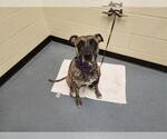 Small American Pit Bull Terrier-Catahoula Leopard Dog Mix