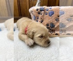 Small #14 Golden Retriever