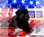 Small Photo #7 Yorkshire Terrier Puppy For Sale in AKRON, OH, USA