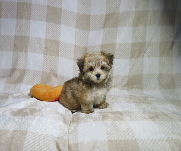 Medium Photo #1 Morkie Puppy For Sale in COOKEVILLE, TN, USA