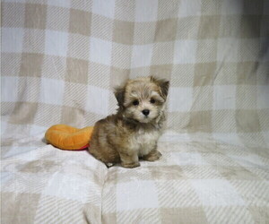 Morkie Puppy for Sale in COOKEVILLE, Tennessee USA