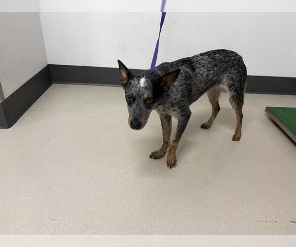 Medium Photo #1 Australian Cattle Dog Puppy For Sale in Corona, CA, USA
