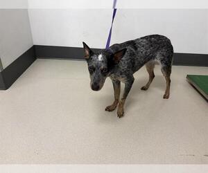 Australian Cattle Dog Dogs for adoption in Corona, CA, USA