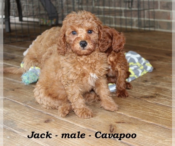 Medium Photo #5 Cavapoo Puppy For Sale in CLARKRANGE, TN, USA