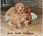 Small #4 Cavapoo
