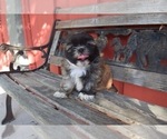 Small Photo #19 Shih Tzu Puppy For Sale in HAYWARD, CA, USA