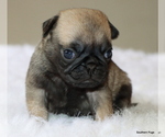 Small #1 Pug