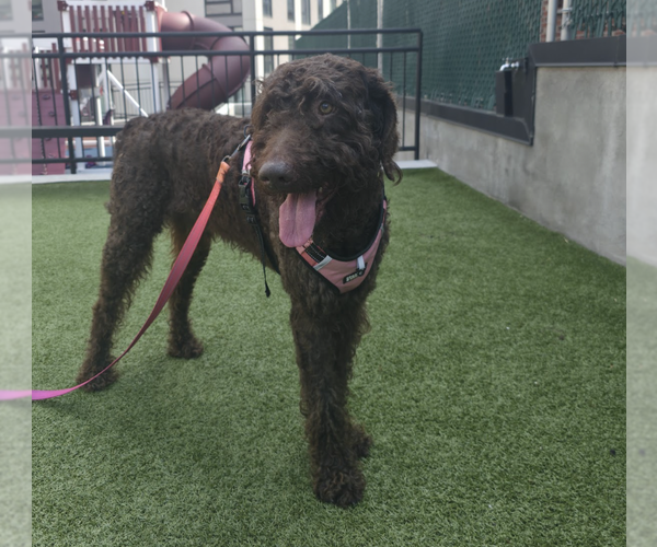 Medium Photo #3 Poodle (Standard)-Unknown Mix Puppy For Sale in Brooklyn, NY, USA