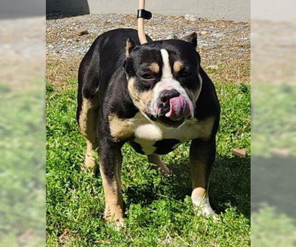 Medium Photo #1 Bulldog-Unknown Mix Puppy For Sale in Wetumpka, AL, USA