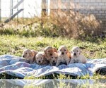 Small #2 Golden Retriever