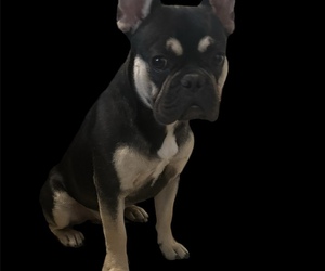 French Bulldog Puppy for sale in NORTH HIGHLANDS, CA, USA