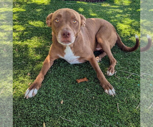 Medium Photo #9 Mutt Puppy For Sale in Vail, AZ, USA