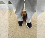 Small #2 Pembroke Welsh Corgi Mix