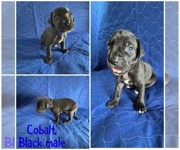 Medium Photo #12 Cane Corso-Great Dane Mix Puppy For Sale in BROOKFIELD, MA, USA