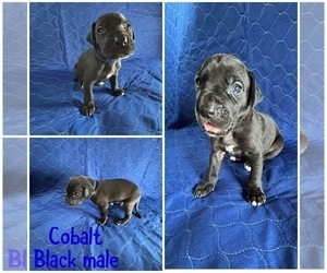 Medium Cane Corso-Great Dane Mix