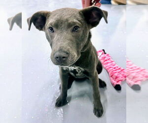 Mutt Dogs for adoption in GILBERTS, IL, USA