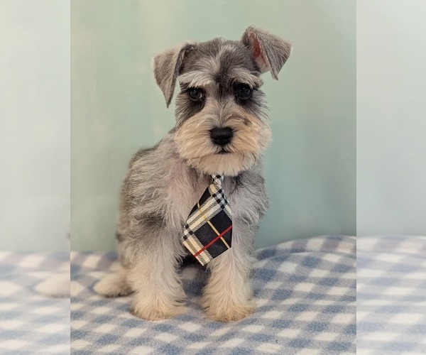 Medium Photo #2 Schnauzer (Miniature) Puppy For Sale in HOLLYWOOD, FL, USA