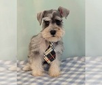Small #1 Schnauzer (Miniature)