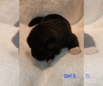 Puppy Puppy 8 Akita
