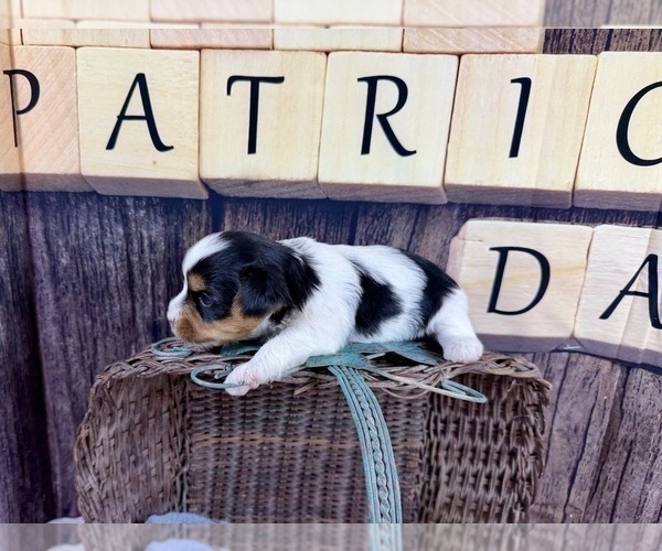 Medium Photo #14 Maltese Puppy For Sale in CASSVILLE, MO, USA