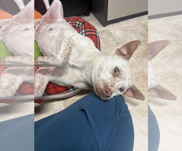 Medium Photo #5 Mutt Puppy For Sale in Raleigh, NC, USA