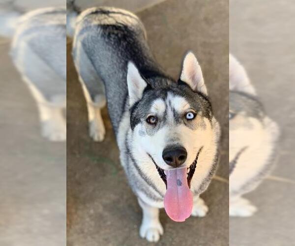 Medium Photo #1 Siberian Husky Puppy For Sale in Riverside, CA, USA