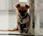 Small #7 Chihuahua Mix