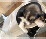 Small Photo #5 Beagle Puppy For Sale in FORT DODGE, IA, USA