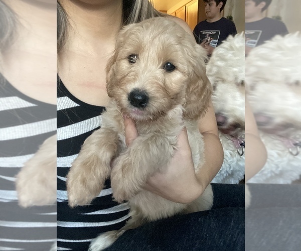 Medium Photo #13 Goldendoodle Puppy For Sale in CARMICHAEL, CA, USA