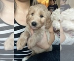 Small Photo #13 Goldendoodle Puppy For Sale in CARMICHAEL, CA, USA