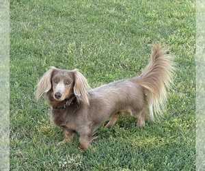 Father of the Dachshund puppies born on 04/27/2026