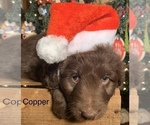 Small Photo #12 F2 Aussiedoodle Puppy For Sale in ARBA, IN, USA