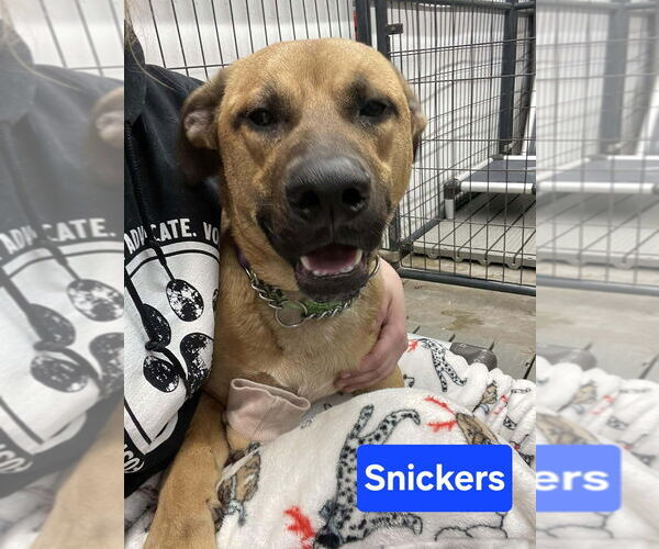 Medium Photo #2 Mutt Puppy For Sale in Foristell, MO, USA