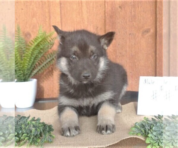Medium Photo #3 German Shepherd Dog-Siberian Husky Mix Puppy For Sale in GARNETT, KS, USA