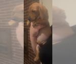 Puppy Puppy 3 Dachshund