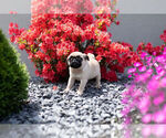 Small Photo #10 Pug Puppy For Sale in WARSAW, IN, USA
