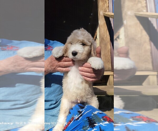 Medium Photo #9 Great Bernese-Poodle (Standard) Mix Puppy For Sale in JONESVILLE, VA, USA