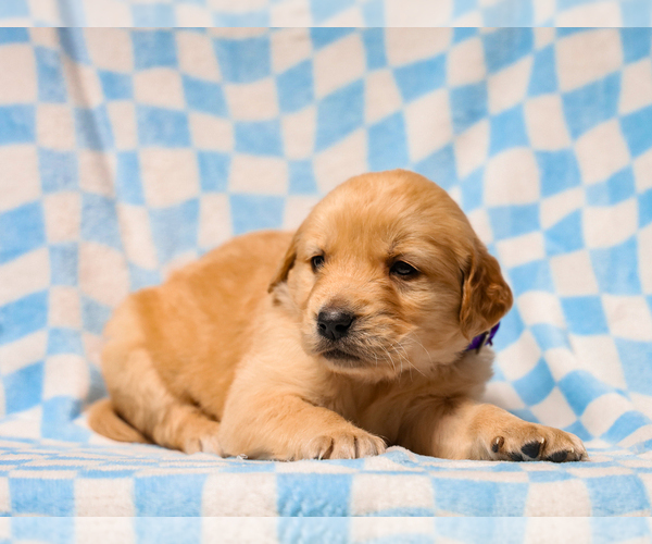 Medium Photo #1 Golden Retriever Puppy For Sale in LIBERTY, KY, USA