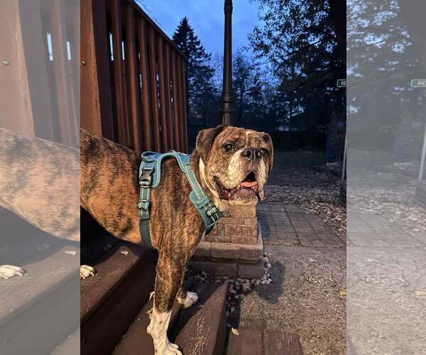 Medium Photo #2 Boxer Puppy For Sale in Burnsville, MN, USA