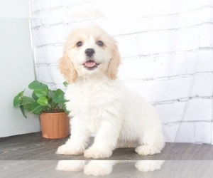 Cavachon Puppy for sale in RED LION, PA, USA