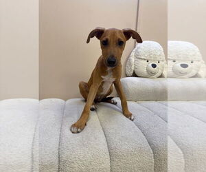 Mutt Dogs for adoption in miami, FL, USA