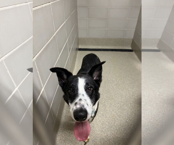 Medium Photo #4 Border Collie-Unknown Mix Puppy For Sale in Virginia Beach, VA, USA