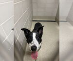 Small #3 Border Collie Mix