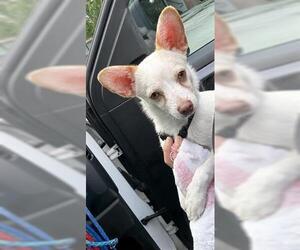 Chihuahua Dogs for adoption in Houston, TX, USA