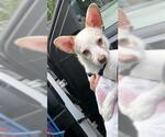Small Chihuahua