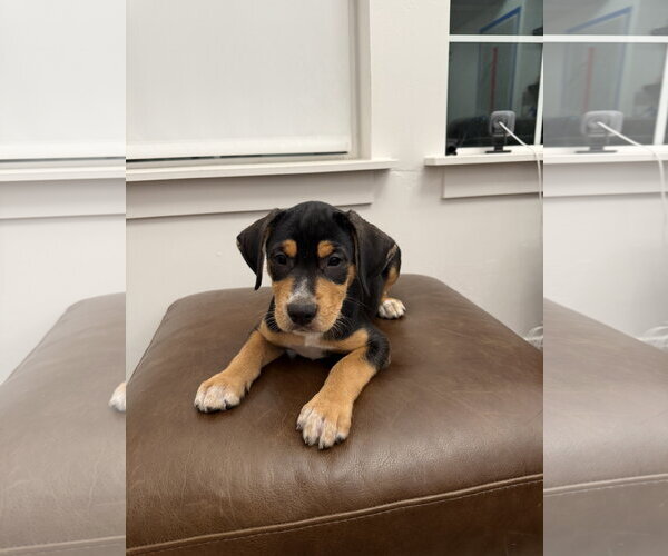 Medium Photo #2 Boxador Puppy For Sale in MIDWAY, UT, USA