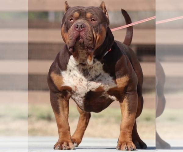 Medium Photo #6 American Bully Puppy For Sale in JOHNS ISLAND, SC, USA