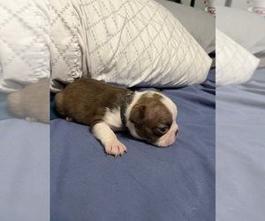 Boston Terrier Puppy for sale in CLEVELAND, TX, USA
